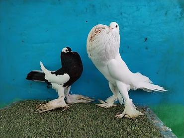 Göyərçinlər: Satilir pomeran Dutular 2 Cut Var cutu 120 Manatdi Bir cut Ag Qara Var — 11