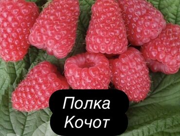 офисное кресло бу бишкек: Малина