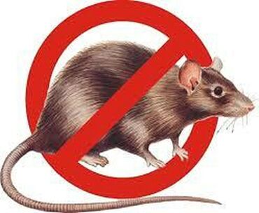 уничтожаю крыс: Дезинфекция, дезинсекция | Клопы, Блохи, Тараканы | Транспорт, Офисы, Квартиры