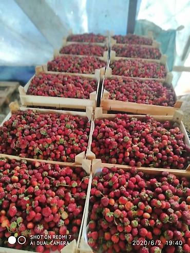 Другие специальности: Жумушчулар керек ; жумуш дыйканчылык,Клубника,малина — 13