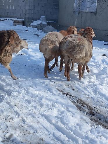 Бараны, овцы: Продаю | Овца (самка) | Для разведения | Матка — 10