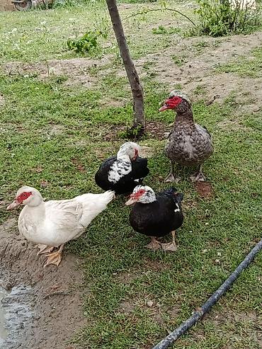 Ördəklər: Erkək, | Lal ördək, Damazlıq — 7