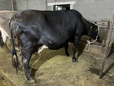 Коровы, быки: Продаю | Корова (самка) | Голштин, Швицкая | Для разведения, Для молока | Стельные