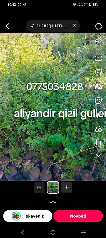 narşərab qiyməti: Qiymetler 3-10 — 3