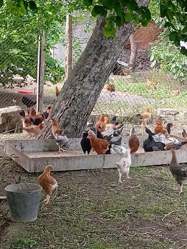 anadolu çoban iti: Toyuq, Ətlik, Rayonlara çatdırılma, Ödənişli çatdırılma, Ünvandan götürmə — 1