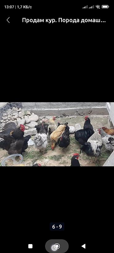 Куры, петухи: Продаю | Куры, Петух, Цыплята | Полубрама, Бройлерная, Бойцовая | На забой, Для разведения, Несушки — 9