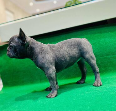 Psi: Zensko stene francuskog buldoga egzotične plave boje bez tigrine — 4