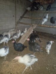 говорящий хомяк: Башка жаныбарлар