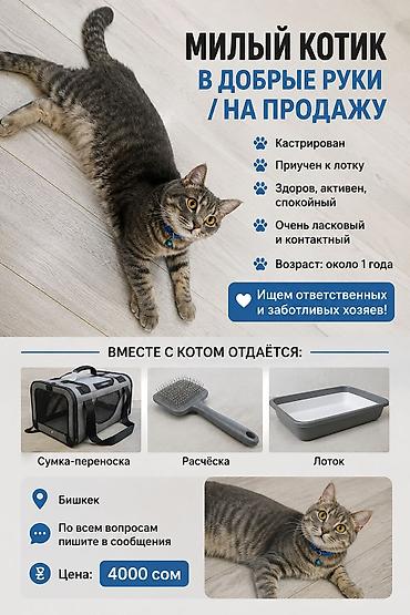 кастрирован: Беспородная, 1 год, Мальчик, Серый, Кастрирована — 1