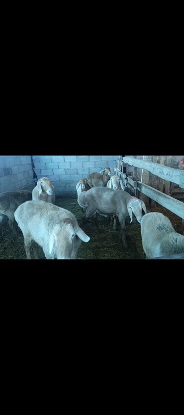 Бараны, овцы: Продаю | Овца (самка) | Арашан | Для разведения | Ярка — 7