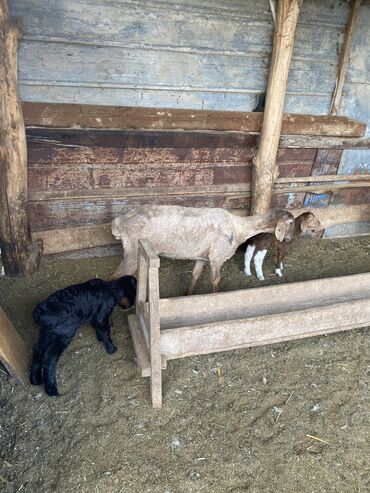 молочные породы коз цена: Продаю | Овца (самка), Ягненок | Для разведения | Матка