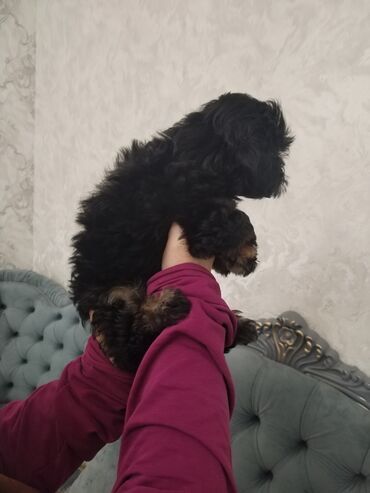 İtlər: Məhsul: Yavru itlər (iki bala) Təsvir: - Cins: Kiçik ölçülü, uzun — 9