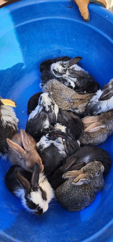 Кролики: Продаю | Крольчата | Серый великан | Для разведения | Племенные — 5