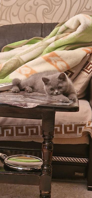 Pişiklər: Britan, Erkək, Yaxşı əllərə, Ödənişli çatdırılma, Ünvandan götürmə — 4