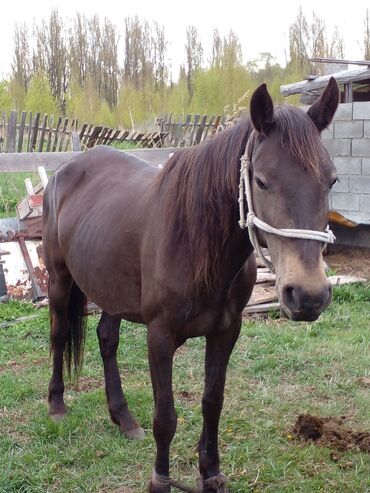 животные лошади: Продаю | Кобыла (самка) | Для разведения | Племенные