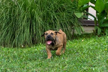 Psi: Sa ponosom predstavljamo vrhunske štence rase Južnoafrički mastif – — 21