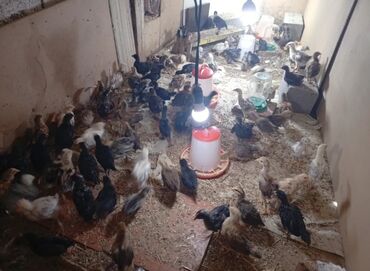продаю цеплята: Продаю цыплята разный породы полу брама очень хорошие крупные цеплята