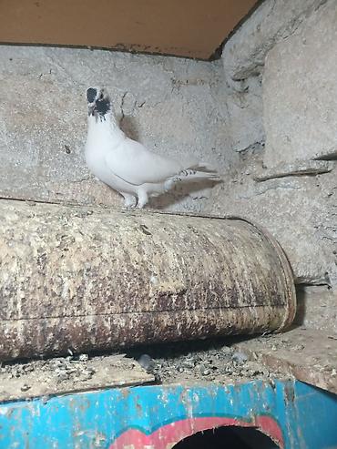 dekorativ quslar: TUTULMA QUWDAR.Salam quwbazdar ve hevesgar quw saxliyanlar demeli — 7