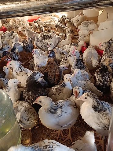 Toyuqlar: ‼️ Serebrist Colpaları 2 aylığ tam sağlam iri və yumurtalığ — 6