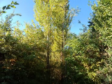 Продажа домов: Дом, 50 м², 4 комнаты, Собственник — 16