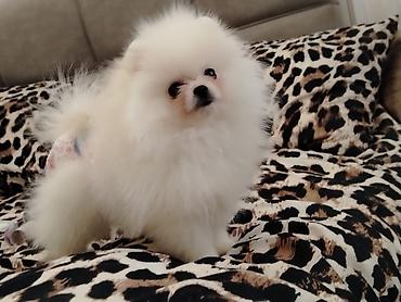 Pişiklər: Britan — 7