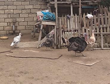 quş xana: 1 Xoruz 3fərə hinduşka satılır hinduşkalardan yumurtayalanıda var kim — 1