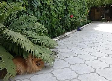 Продажа коттеджей и домов: Ахумбаева / Карла-Маркса Участок: 4,5 сотки Отопление: газовое Все — 14