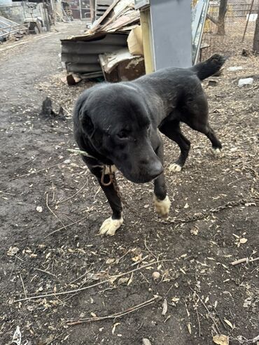 Продажа собак: Продаю собаку алабай 1.5 года. Кобель Цена договорная — 2