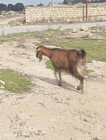 keci heyvan: Məhsul: Qoyun-keçi təsərrüfatı üçün keçilər Təsvir: - Şəkillərdə uzun — 1