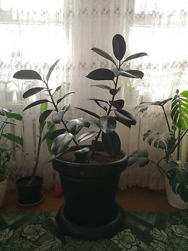 Продаю фикус в большом горшке at lalafo.kg Продаю фикус в большом горшке