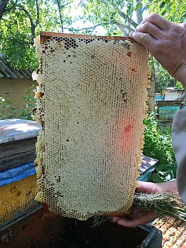 туки сена: Бал, Мёд, асел 🍯 ДҮҢ САТЫЛАТ! Токтогулдун табигый тоо балы Таза — 4