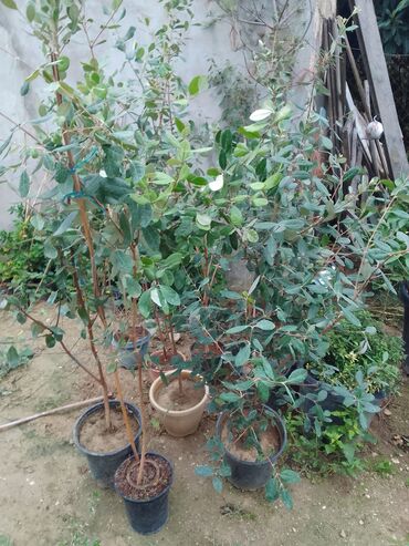 Digər bitkilər: Məhsul: Saksıda feijoa (akkaya/quava ananası) tingləri Təsvir: -