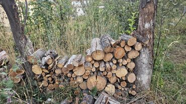 черешня цена за 1 кг: Продаю дрова фруктовых деревьев(слива,яблоня,алыча) для