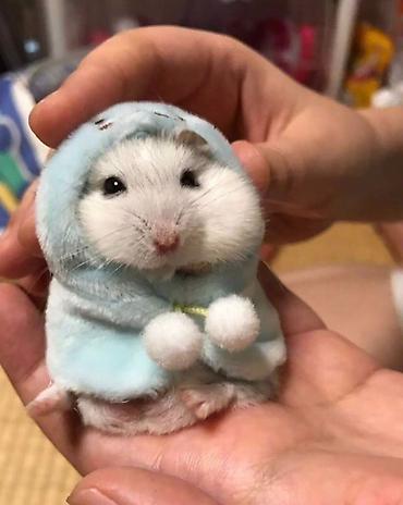 Sağlamlıq və gözəllik: Hamster cunqarik — 1