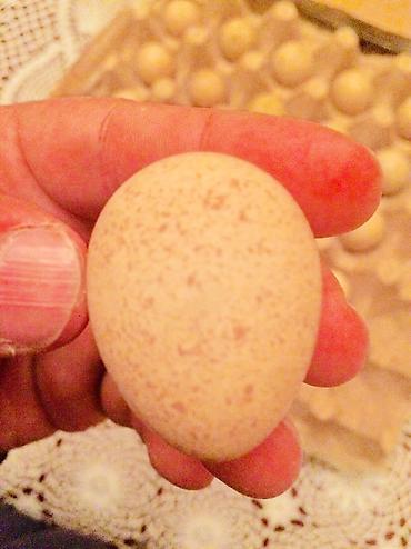 sud ceni: Kəklik yumurtası 2 azn — 3