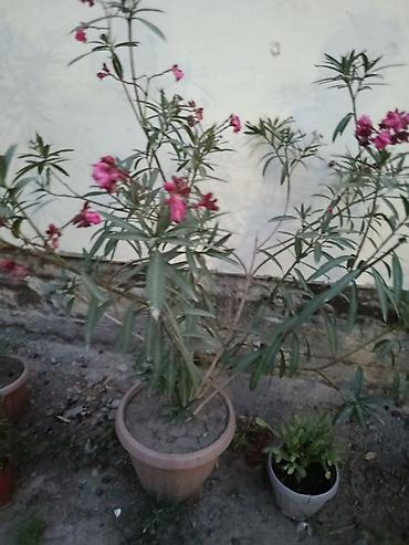 1001 роза: Комнатно-садовый куст в кадке — розовый олеандр (Nerium oleander) - — 1