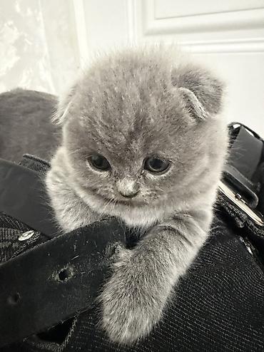 кошка каракол: Ватсап Шотландские котята, окрас голубой (серый). - Помёт из трёх — 5