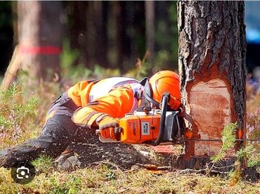 дрова мешками: Спил деревьев, любой сложности. инструменты профессиональные, спилим