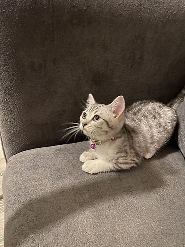 at satisi qiymetleri: Şinşilla, Dişi, Ünvandan götürmə, Ödənişli çatdırılma — 2