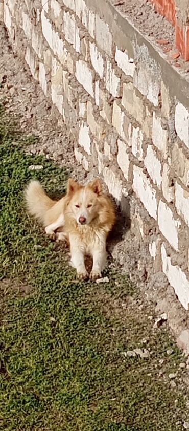 həyət iti: Xaski, 1 il, Erkek, Peyvəndli, Ödənişli çatdırılma, Ünvandan götürmə