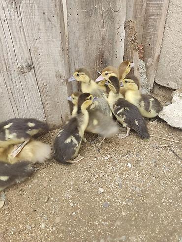 12 günlük ördək balaları 11 ədəd var lalafo.az -da 12 günlük ördək balaları 11 ədəd var