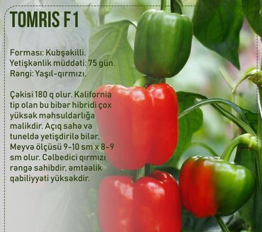 Toxumlar: Aluzze qarpiz toxumu — 4