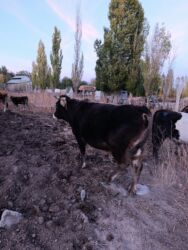 дом попугая: Продаю | Бык (самец) | На откорм, На забой