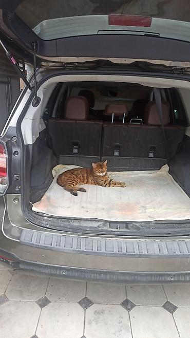 Subaru: Subaru Forester: 2018 г., 2.5 л, Бензин, Кроссовер — 10