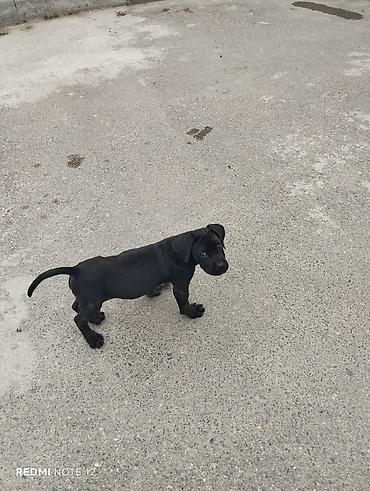 pitbull balaları: 2 ay, Peyvəndli — 5