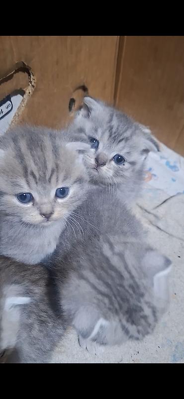 Продажа кошек: Скотиш Фолд (Шотландская вислоухая), 1 месяц, Мальчик, Приучена к лотку — 2