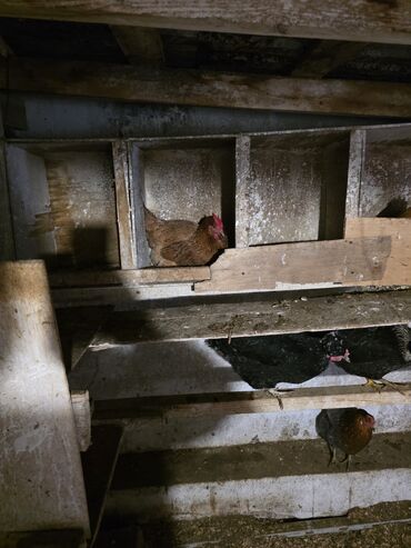 Toyuqlar: Toyuq, Damazlıq — 6