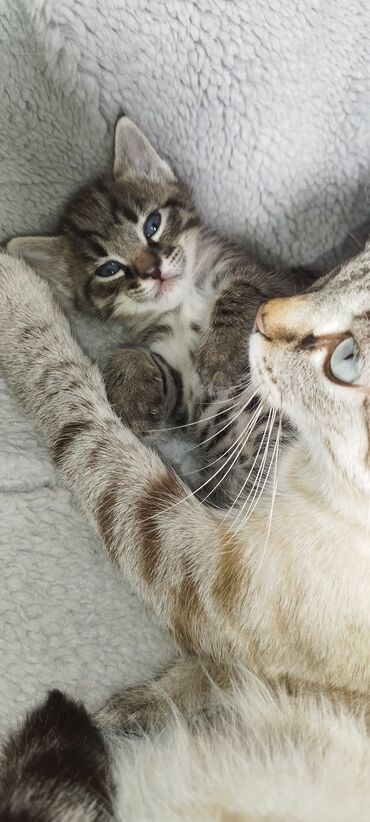вислоухие котята: Котёнок табби (полосатый) с выразительными голубыми глазами. - Окрас
