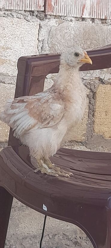 toyuq cuce satiram: Toyuq cücələri, Damazlıq, Pulsuz çatdırılma, Rayonlara çatdırılma, Ünvandan götürmə