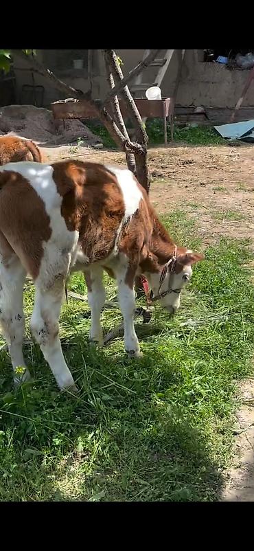 Dana, buzov: 2 baş simmental tipli dana - Növ: ətlik-südlük istiqamətli simmental — 3